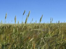 Более 47 миллионов рублей дополнительно направят производителям зерна в Свердловской области
