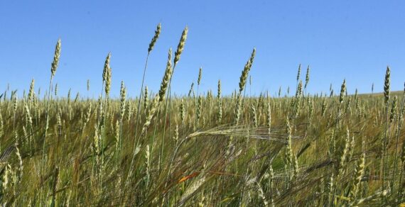 Более 47 миллионов рублей дополнительно направят производителям зерна в Свердловской области